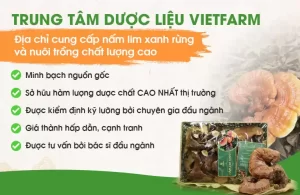 Li Kỳ 1001 Câu Chuyện “Thoát” Bệnh Hiểm Nghèo Khó Ngờ Chỉ Từ Cây Nấm Lim Xanh!